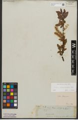 Foto von Salix waldsteiniana Willd.